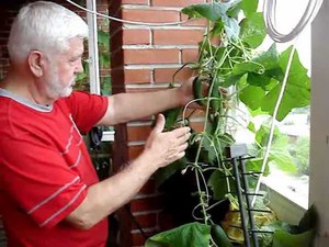 Особенности выращивания огурцов на балконе