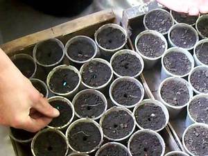 Описание правильного способа посева семян балконных огурцов