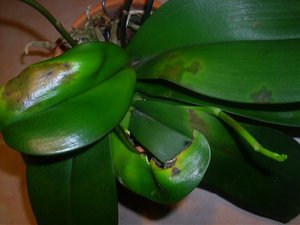 Орхидея Фаленопсис - желтеют листья
