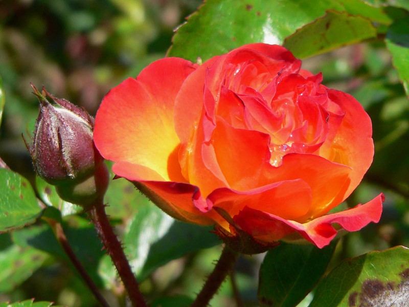 Как вырастить полиантовую розу