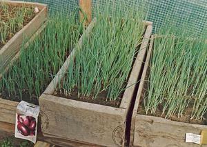 Правила выращивания лука из семян