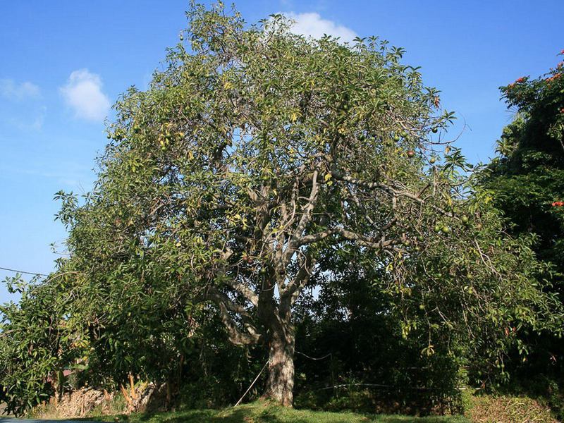Характерные особенности произрастания дерева авокадо