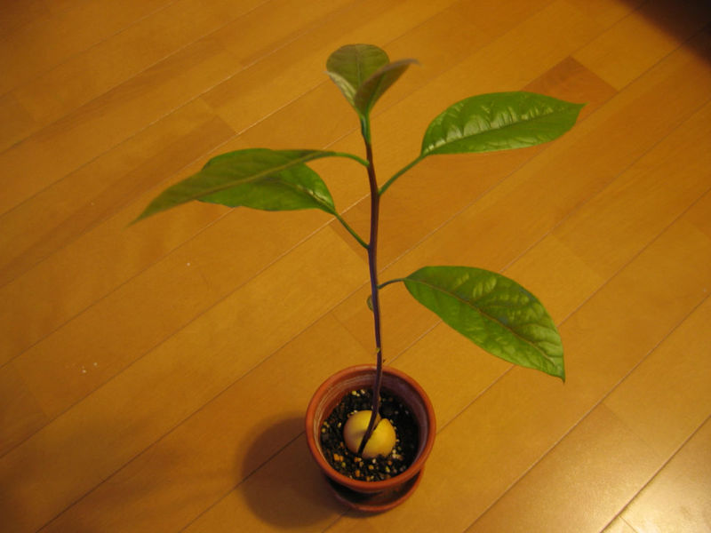 Уход за растением авокадо в домашних условиях