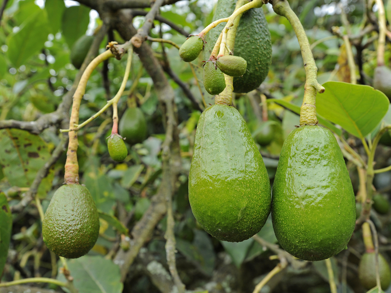 Описание плодов авокадо