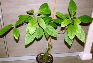 Описание условий для хорошего роста авокадо в домашних условиях