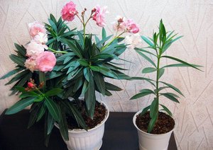 Сложно ли выращивать олеандр в домашних условиях