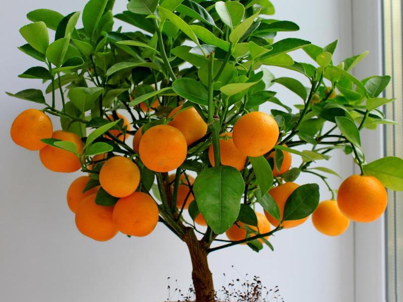 Как вырастить апельсиновое и манддариновое дерево