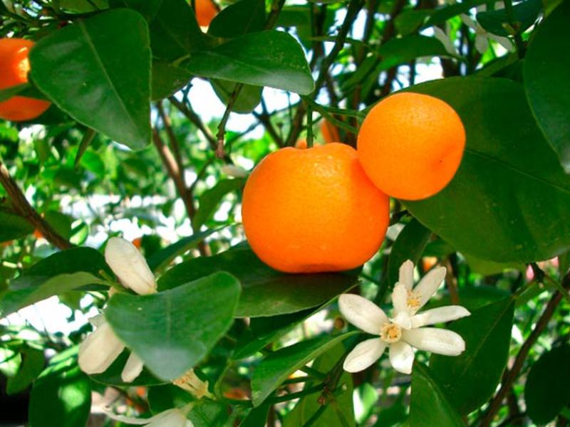 Апельсиновое дерево в доме