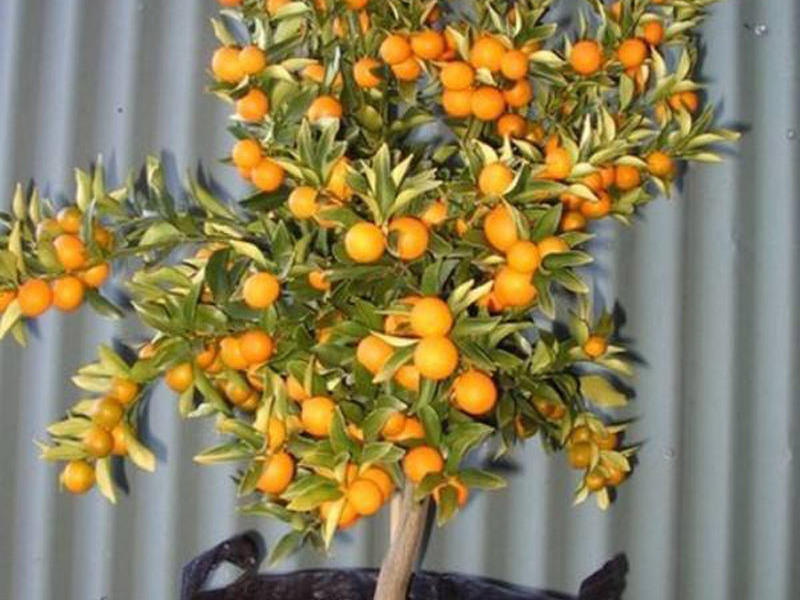Апельсиновое деревцо в квартире