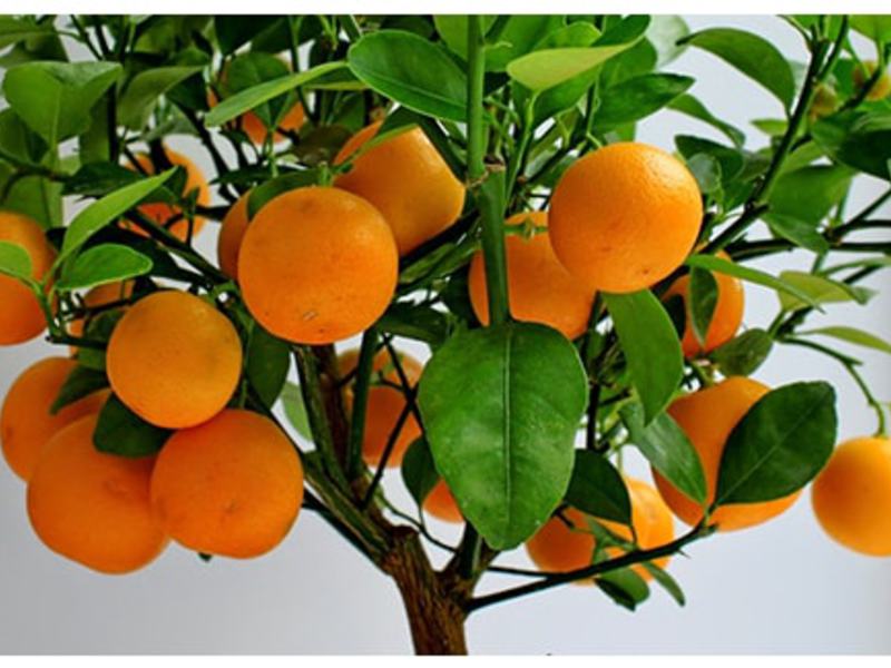 Выращивание апельсинов в доме