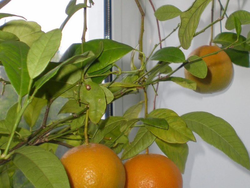 Сорт апельсиновых деревьев