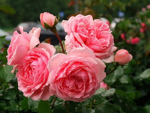 Розы для украшения садов и парков