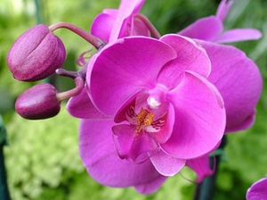 Орхидея фаленопсис можно ли ее пересаживать во время цветения, особенности пересадки цветущего