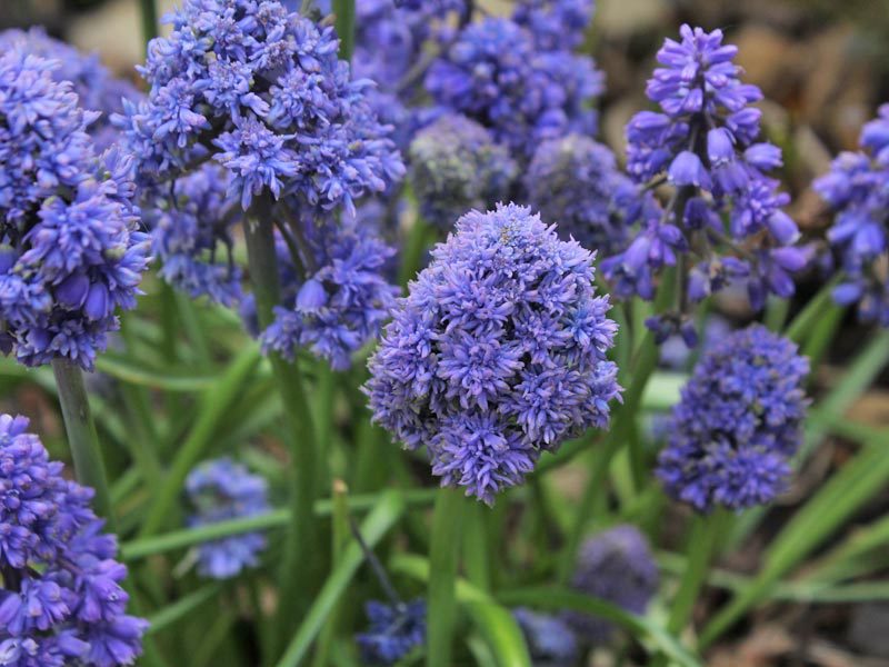 Отличительные особенности цветов M. armeniacum Blue Spike
