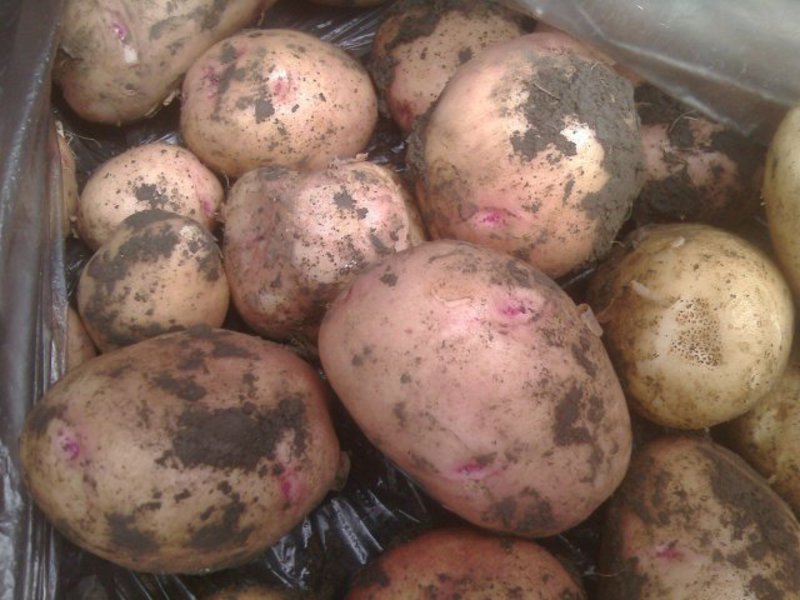 Выращивание картофеля сорта романо