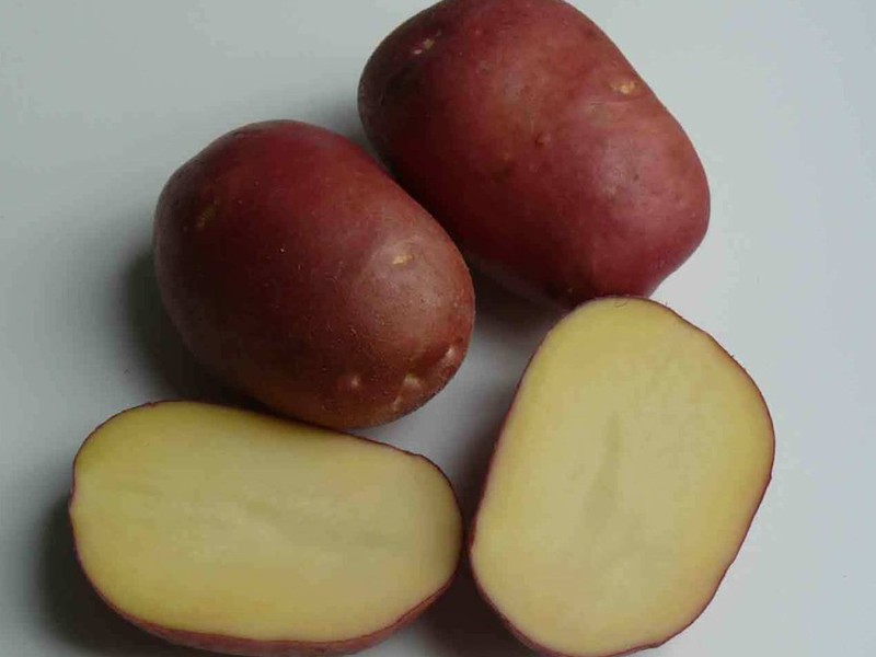 Среднеранний сорт картофеля.