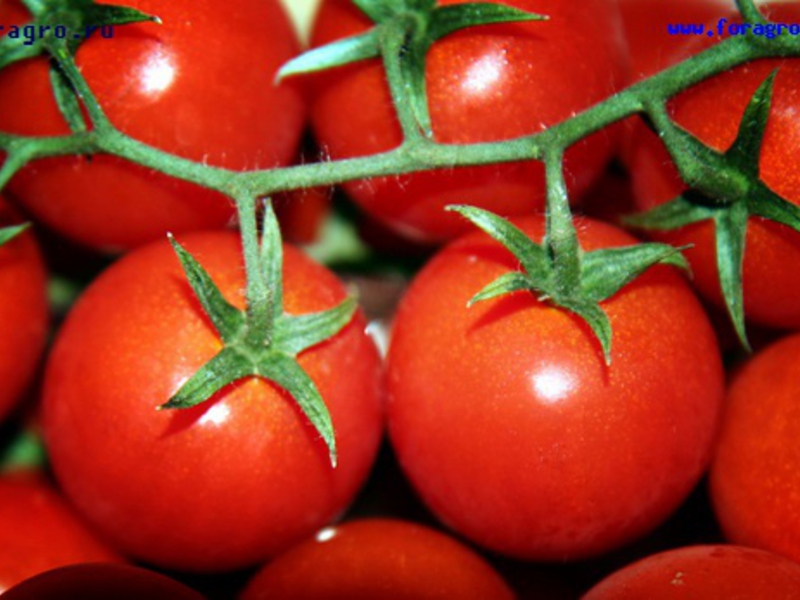 Сорта и названия томатов