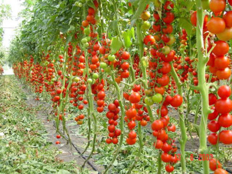 Правила выращивания томатов