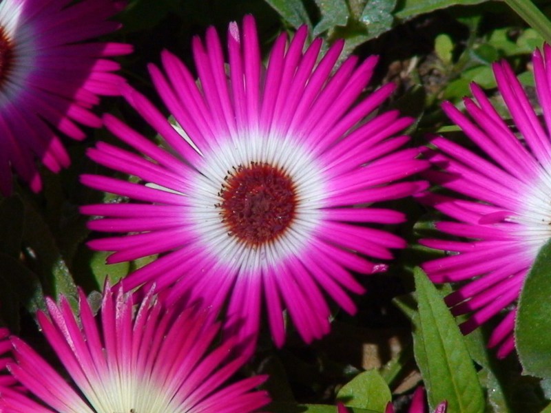 Красивый цветок мезембриантемум