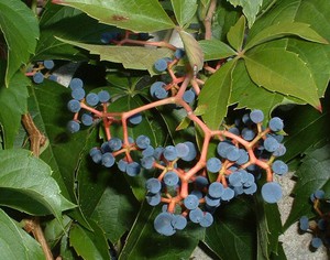 Девичий виноград посадка и уход в открытом грунте размножение