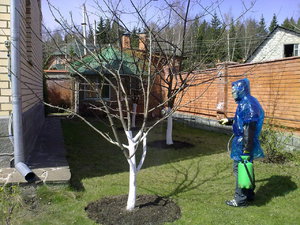 Особенности обработки деревьев весной этапы обработки от вредителей и болезней, рекомендации по саду