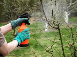 Особенности обработки деревьев весной этапы обработки от вредителей и болезней, рекомендации по саду