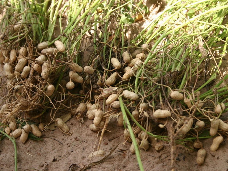 В чем особенность выращивания арахиса