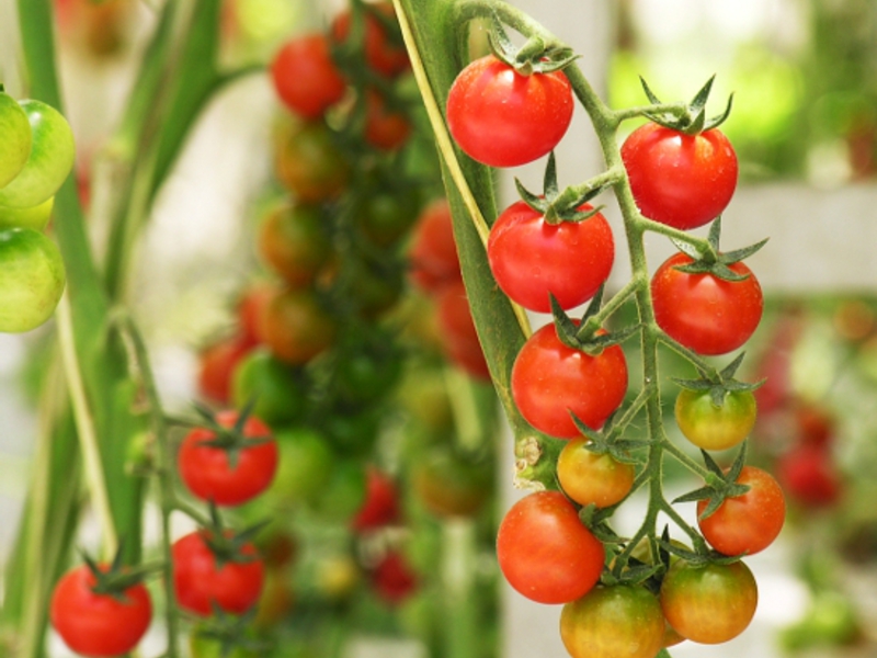 Как правильно выращивать томаты черри