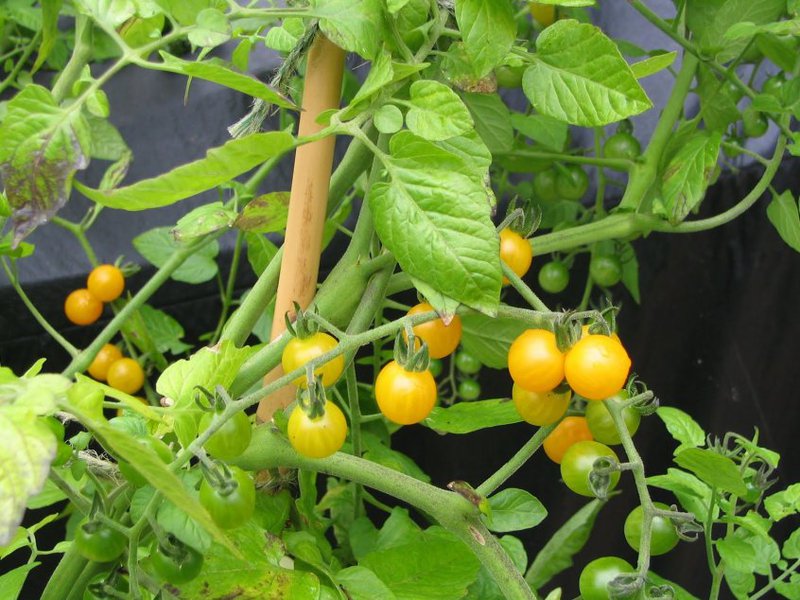 Как растет томат черри