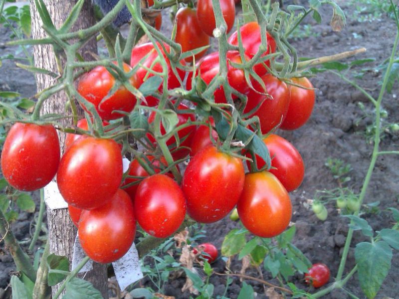 Как вырастить томат сорта черри