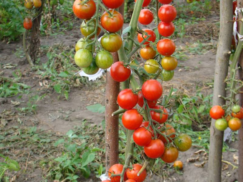 Особенности выращивания томатов