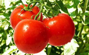 Перечень наиболее популярных видов детерминантных помидор