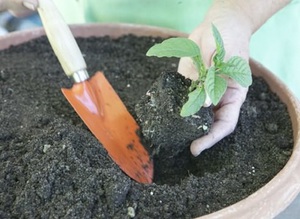 Способ выращивания цветов гелиотропа черенками