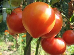 sorta-tomatov