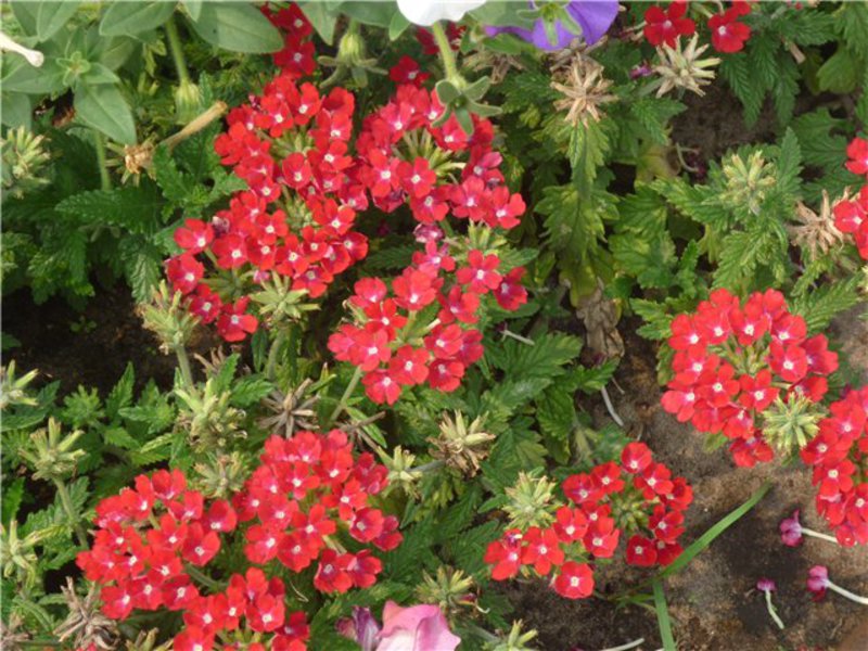 Цветение растения квамоклит
