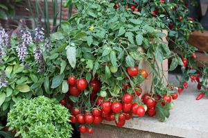 Сорт помидор для выращивания на балконе