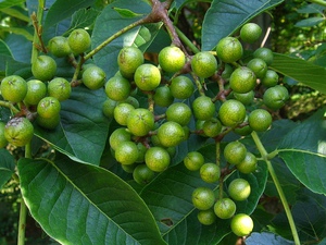 Плоды амурского бархата лечебные свойства ягод бархатного дерева, их применение