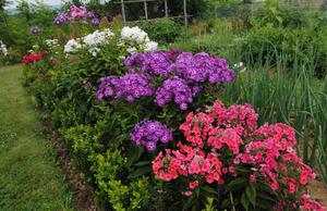 Названия неприхотливых садовых многолетних цветов создаём участок на клумбе, который всё лето будет