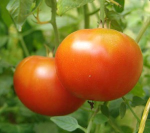 Сорта томатов для северо запада Ленинградской области