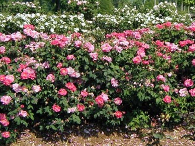 Как посадить раскидистые кусты роз