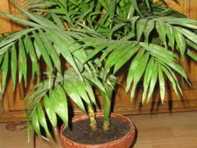 Выращивание комнатных пальм
