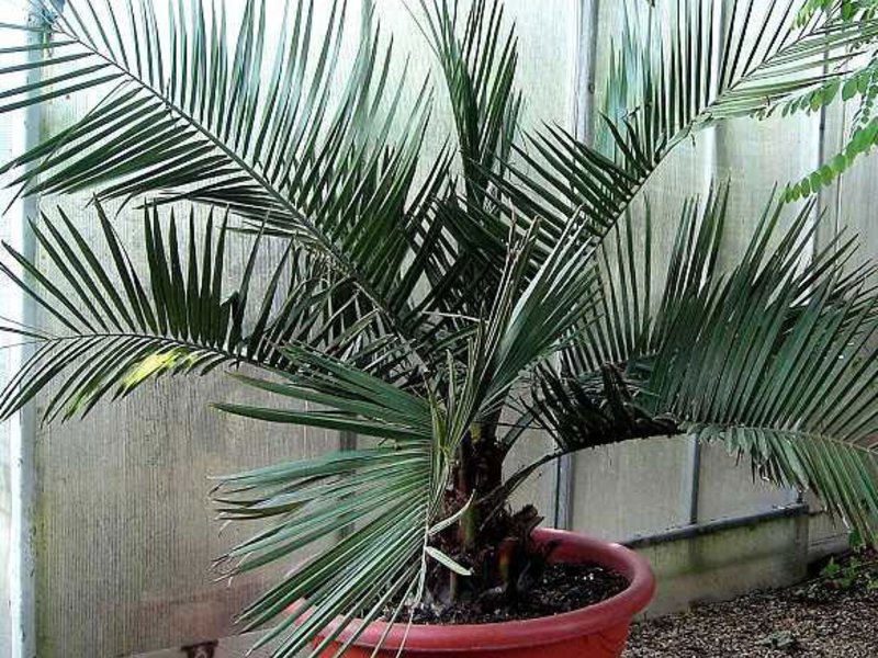 Способы ухаживания за пальмами