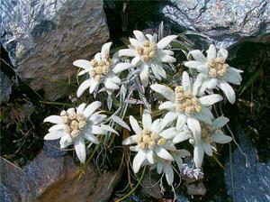 Эдельвейс - горное цветочное растение.
