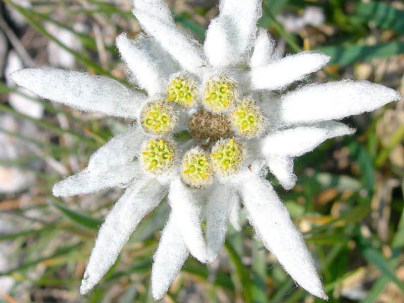 Внешний вид цветка эдельвейс