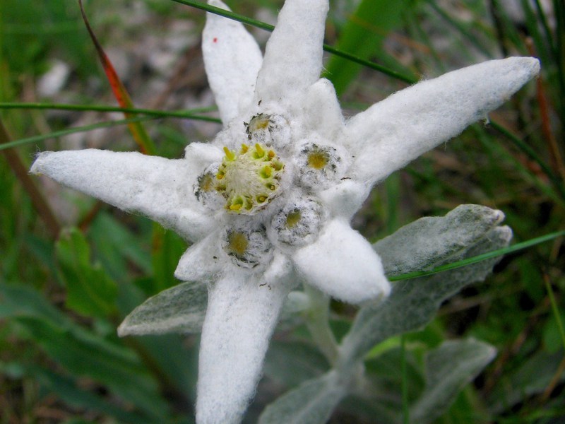 Разновидность цветка эдельвейс