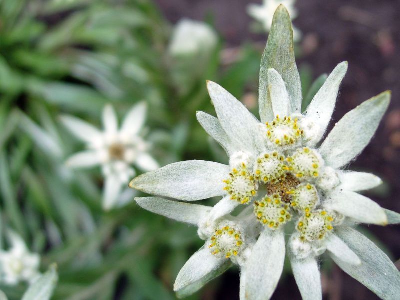 Характеристика цветка эдельвейс