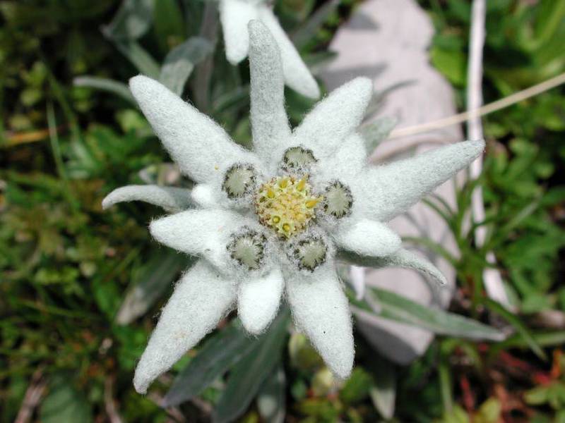 Горный цветок эдельвейс