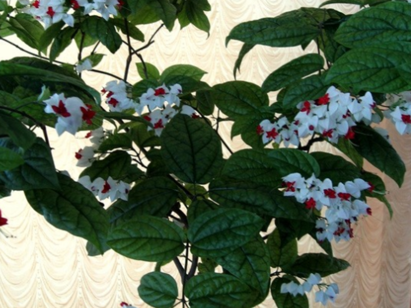 Выращивание цветка клеродендрума в домашних условиях