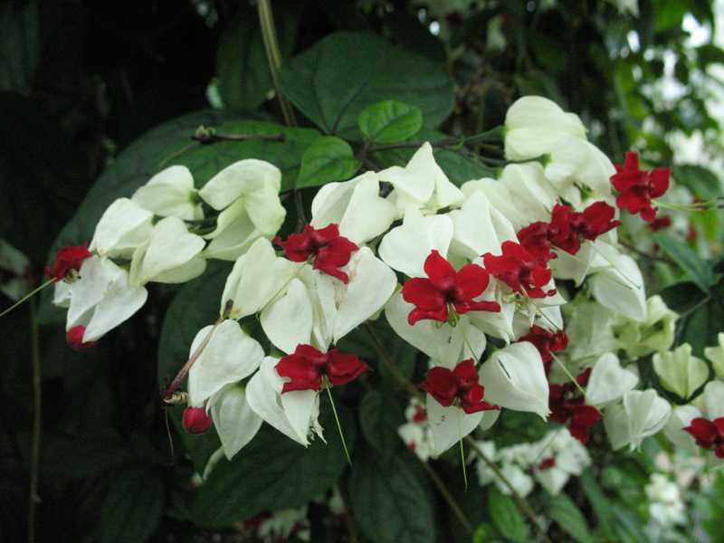 Домашний цветок клеродендрум