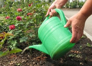 Советы опытных садоводов, как и чем удобрять розы в весенний период